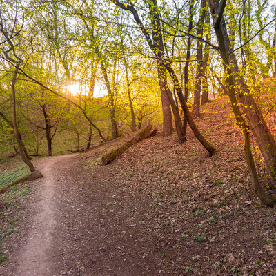 Kunratice forest