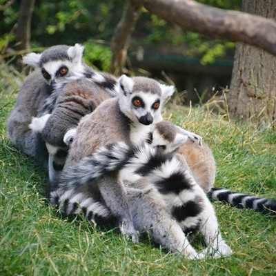 Zoo park Zájezd
