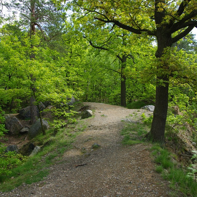 Dablice grove