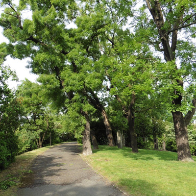 Thomayer gardens