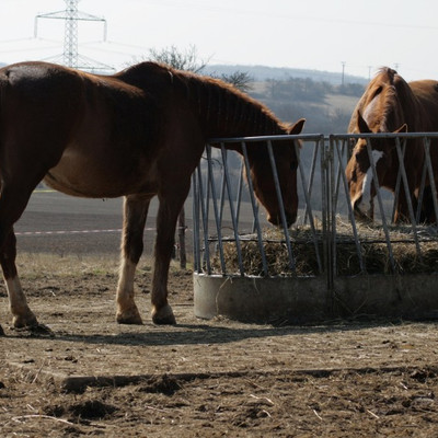 Equestrian stable Kamerun